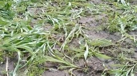 Vandalist mowed maize farms near Pulldeng Kebele of Itang Woreda