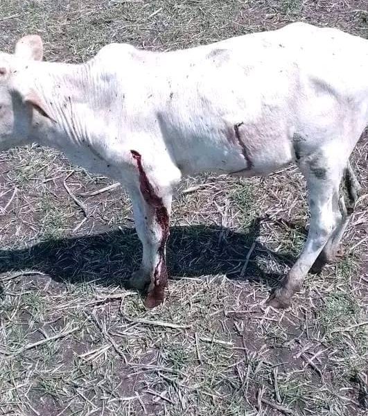 Gambella Vision Calls for Stronger Justice After Arrest of Suspected Killers of Makot Kebele, Itang Special Woreda