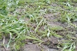 Vandalist mowed maize farms near Pulldeng Kebele of Itang Woreda