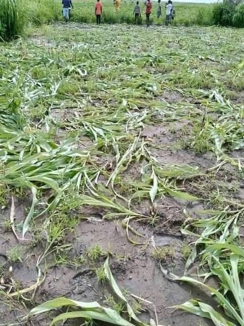 Vandalist mowed maize farms near Pulldeng Kebele of Itang Woreda