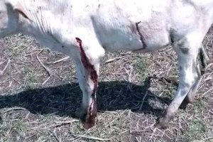 Gambella Vision Calls for Stronger Justice After Arrest of Suspected Killers of Makot Kebele, Itang Special Woreda