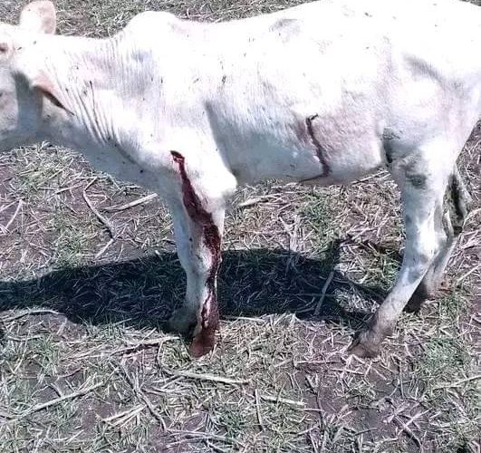 Gambella Vision Calls for Stronger Justice After Arrest of Suspected Killers of Makot Kebele, Itang Special Woreda