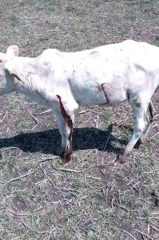 ENDF Joined Gambella Violence Supporting the Anyuak, Ten cows and scores of Nuer Civilians Killed in Makhot Kebele