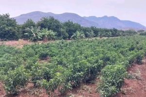 Agricultural Development in Bonga Kebele: A Flourishing Landscape of Fruits and Vegetables.