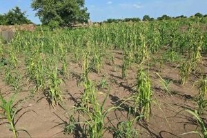 Nuer Zone Faces Growing Drought Threat As Erratic Rains Undermine Agriculture, Livestock And The Food Security Of Vulnerable Households: