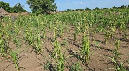 Nuer Zone Faces Growing Drought Threat As Erratic Rains Undermine Agriculture, Livestock And The Food Security Of Vulnerable Households: