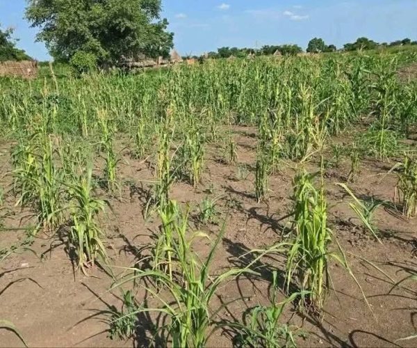 Nuer Zone Faces Growing Drought Threat As Erratic Rains Undermine Agriculture, Livestock And The Food Security Of Vulnerable Households: