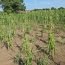 Nuer Zone Agriculture Affected by drought