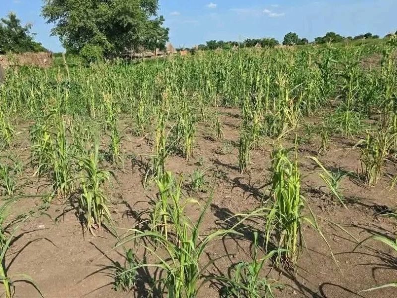 Nuer Zone Faces Growing Drought Threat As Erratic Rains Undermine Agriculture, Livestock And The Food Security Of Vulnerable Households: