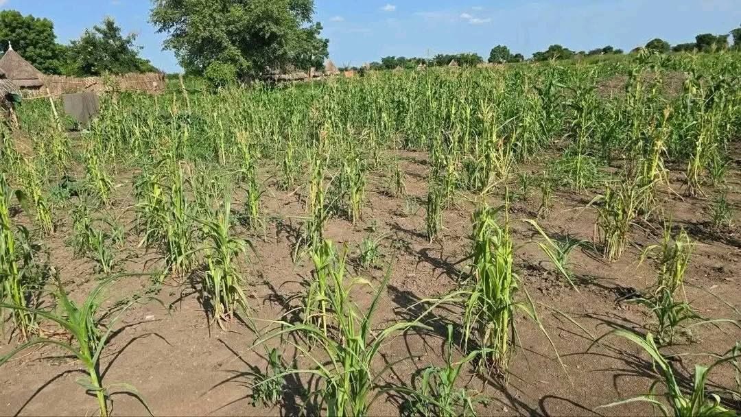 Nuer Zone Faces Growing Drought Threat As Erratic Rains Undermine Agriculture, Livestock And The Food Security Of Vulnerable Households: